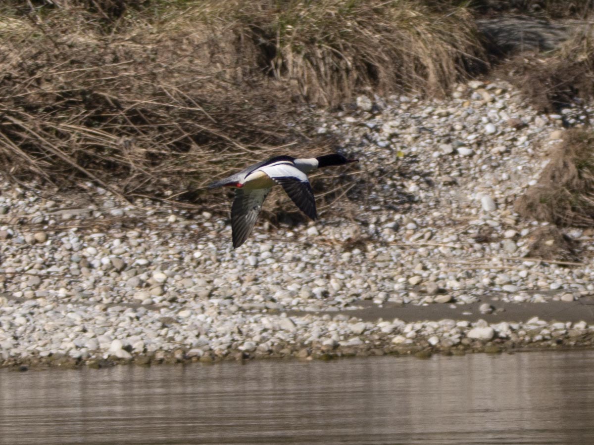 Männchen im Flug